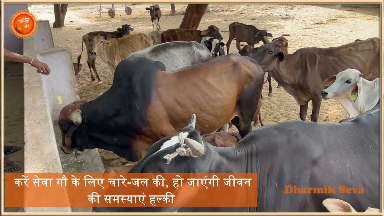 Do Gau Seva from home without going to a gaushala
